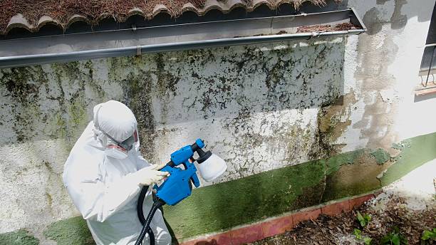 Top rated local Mold Cleanup specialists in Verona, VA